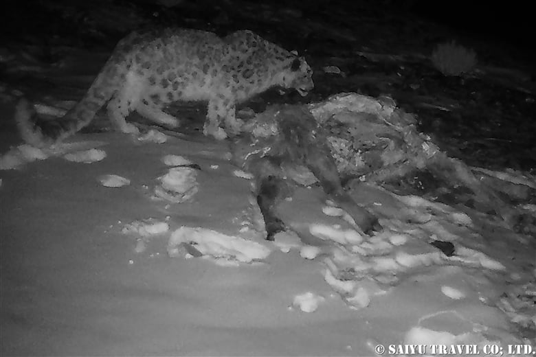 Who Visited The Ibex Carcass?